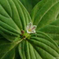 Spigelia anthelmia L.